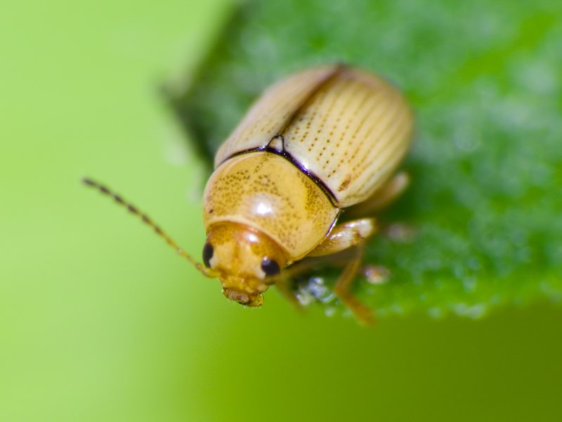 Cryptocephalus (Burlinius) fulvus Goeze, 1777